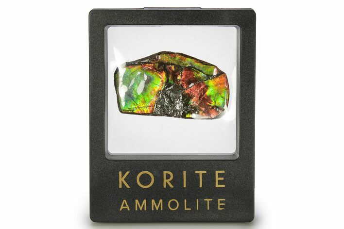 Iridescent Ammolite (Fossil Ammonite Shell) - Rainbow Colored #275100